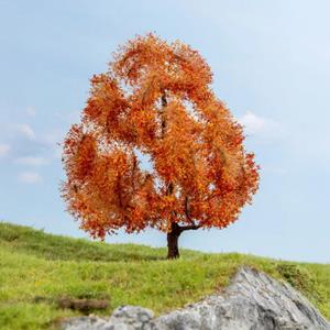 Noch Ahorn herbstlich.jpg